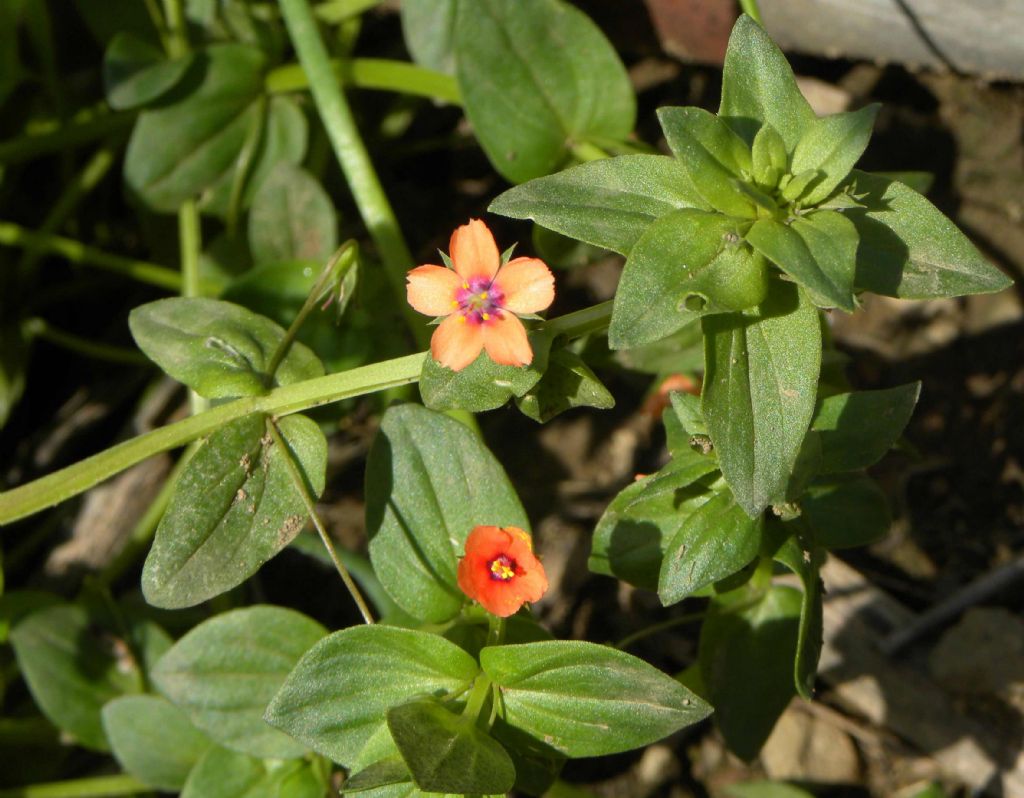 Lysimachia  (= Anagallis) arvensis  (Primulaceae)